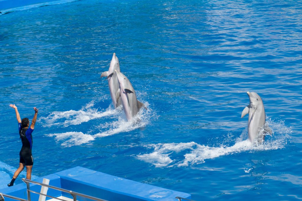Swim with dolphins at the US Virgin Island